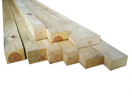 Pinus