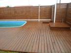 Pinus